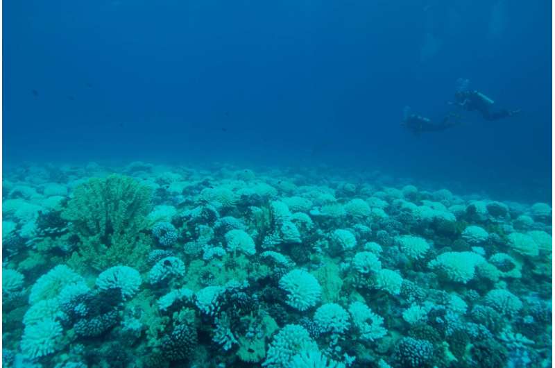 珊瑚礁白化释放的化合物促进了细菌的生长，可能会进一步给珊瑚带来压力